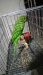 Ringneck parrot